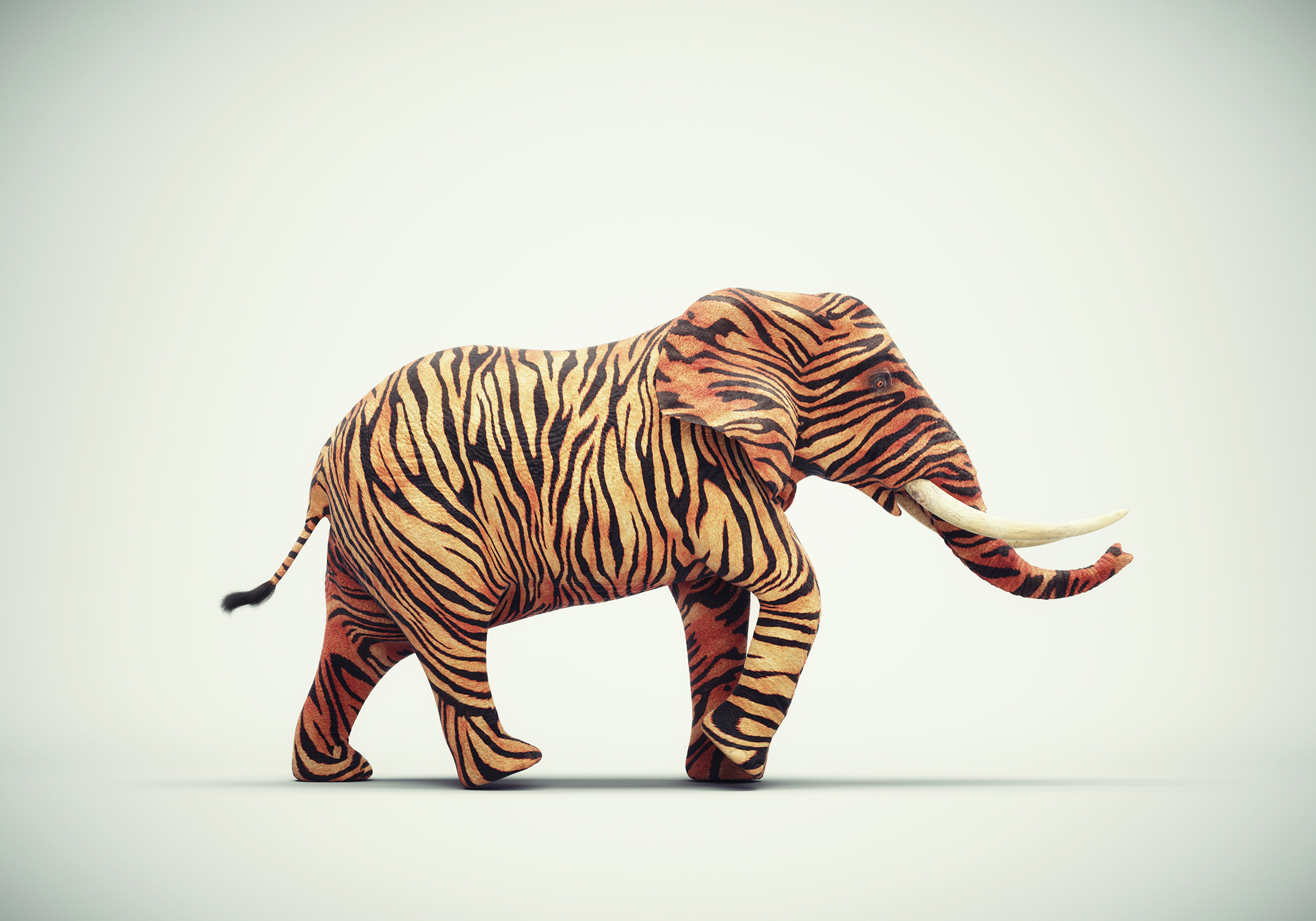 Tiger Elephant Website