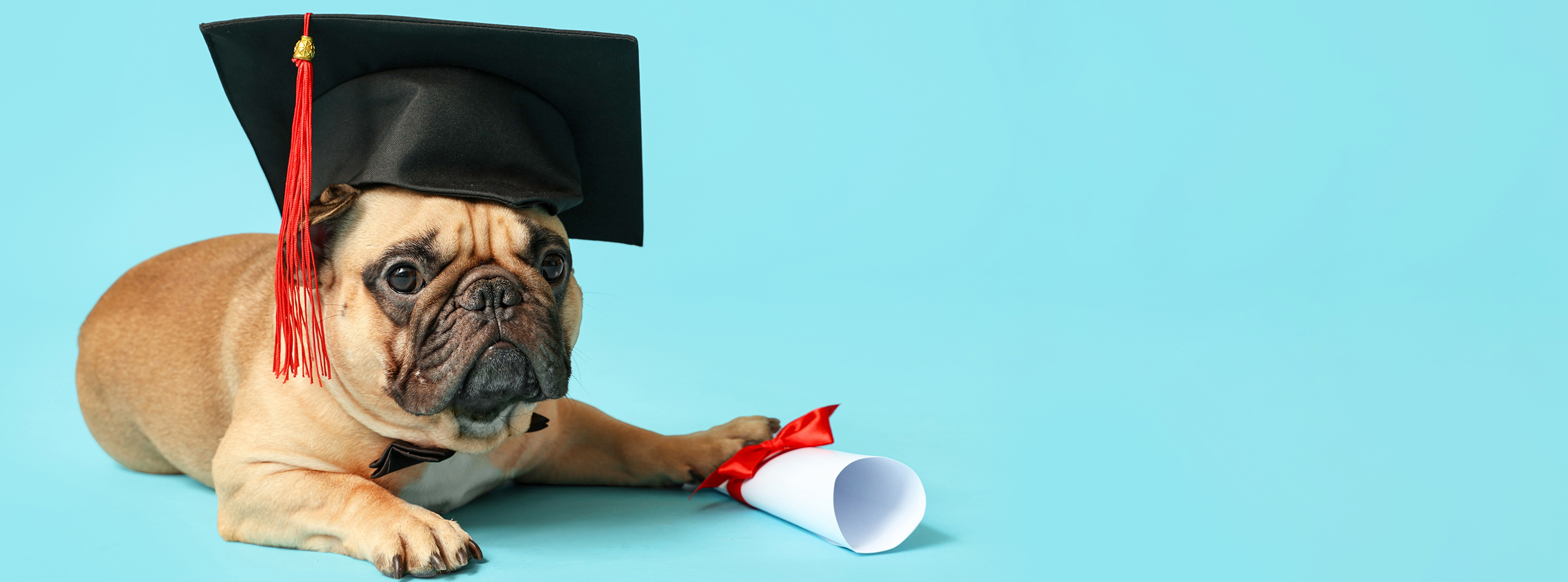 Pug With Mortarboard Banner