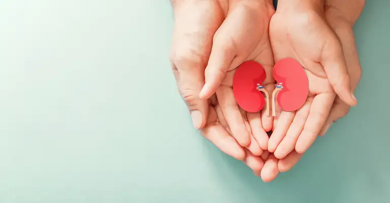 Kidneys In Hands