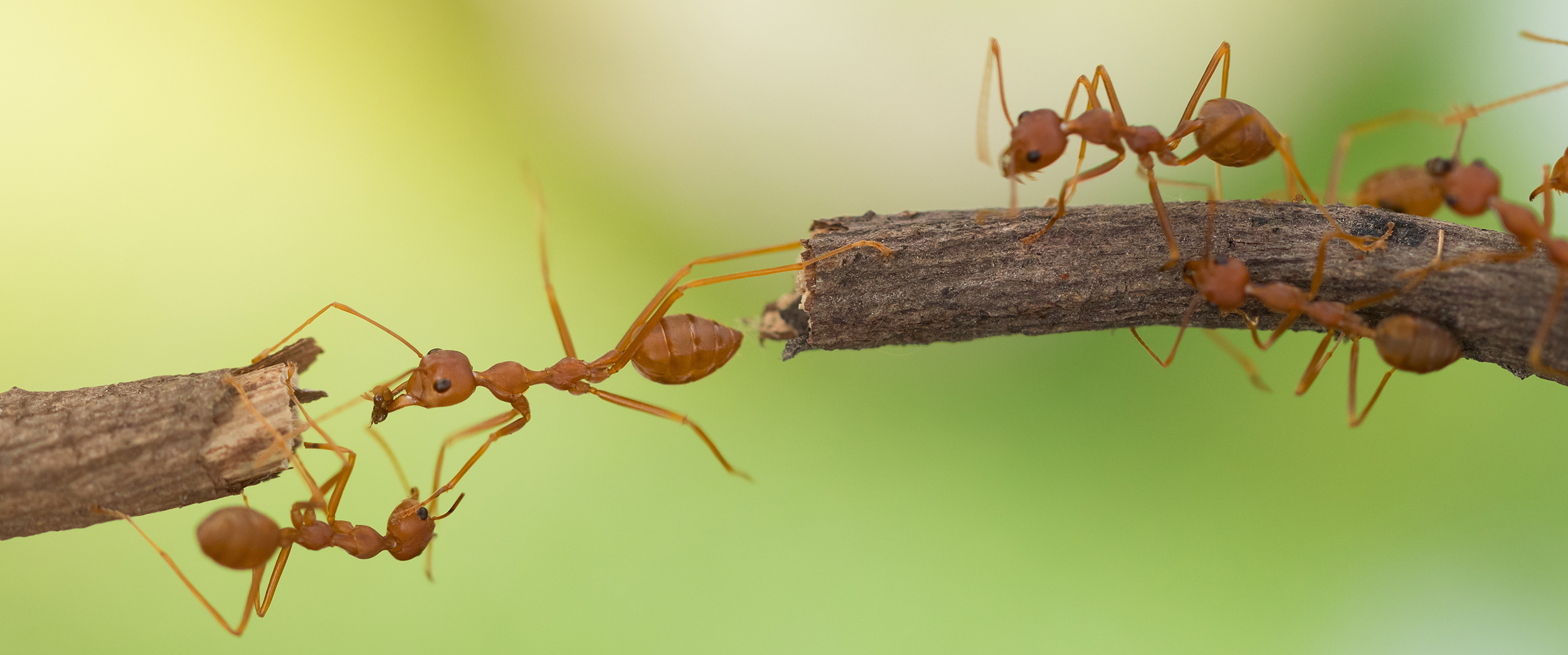 Teamwork Ants Working Together