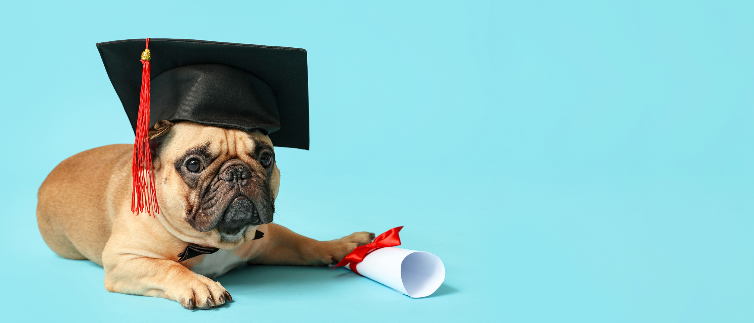 Pug With Mortarboard Thumbnail