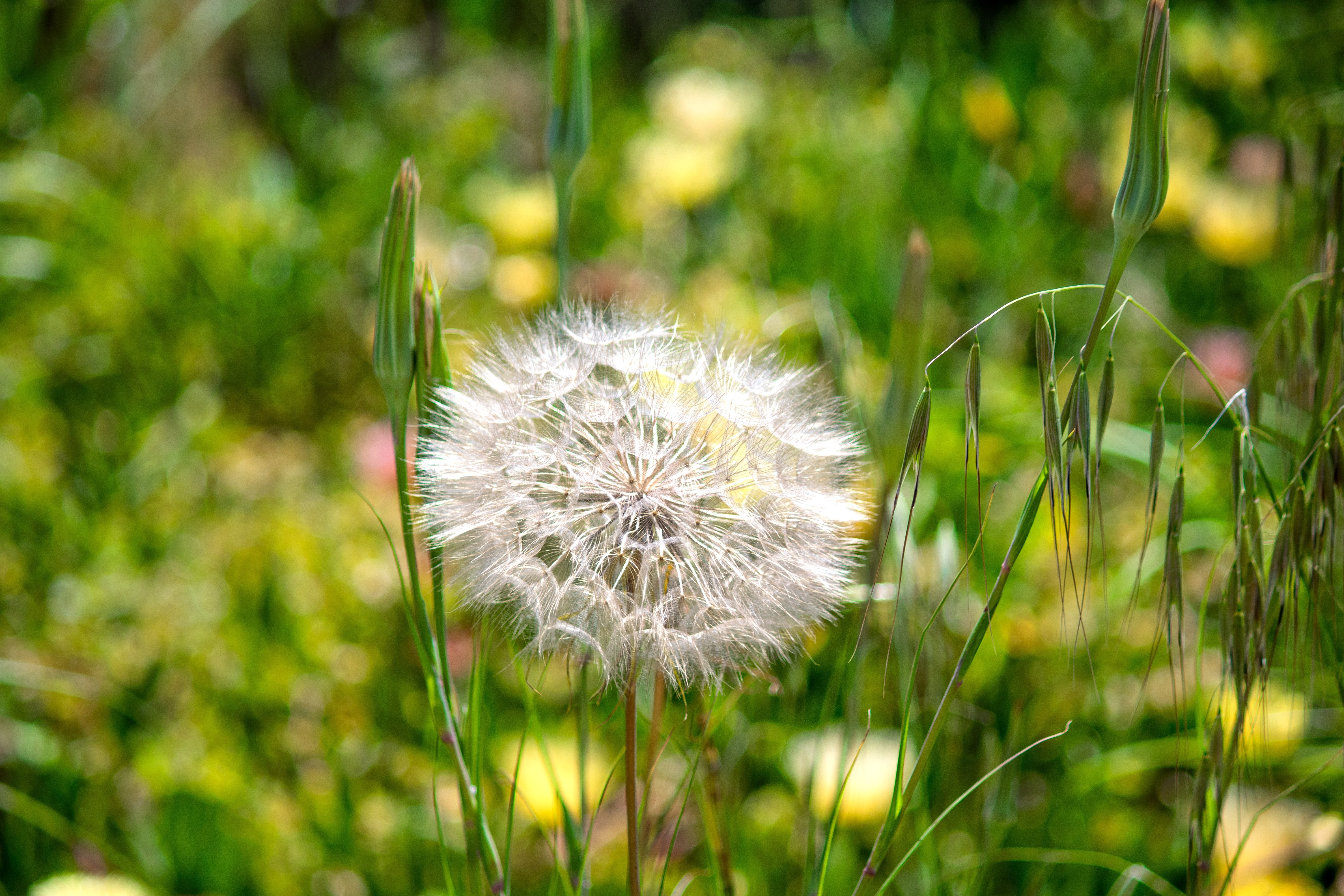 Shutterstock 2681080239