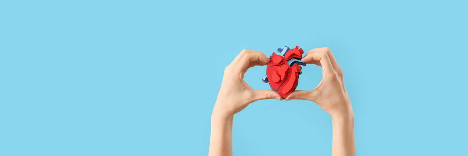 Heart Model Held By Hands Banner