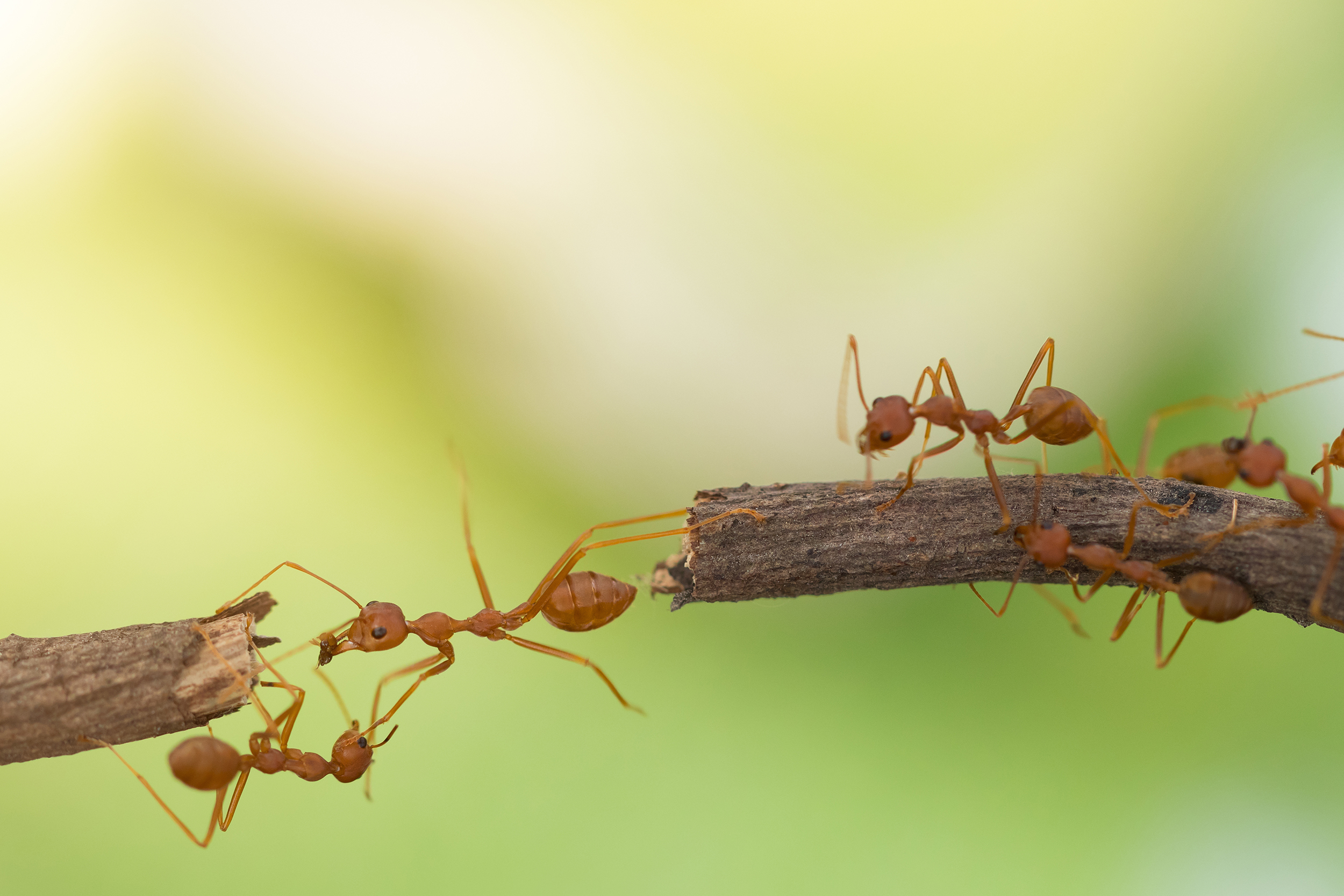 Teamwork Ants Working Together Thumbnail